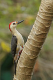 Image. Yucatanspecht