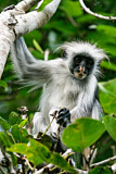 Image. Zanzibar Red Colobus