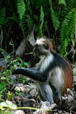 Image. Zanzibar Red Colobus