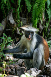Image. Zanzibar Red Colobus