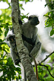 Image. Zanzibar Red Colobus