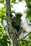 Image. Zanzibar Red Colobus