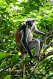 Image. Zanzibar Red Colobus