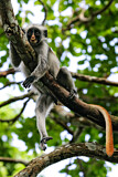 Image. Zanzibar Red Colobus