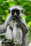 Image. Zanzibar Red Colobus