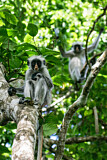 Image. Zanzibar Red Colobus