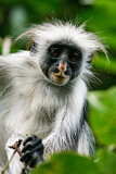 Image. Zanzibar Red Colobus