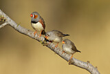 Image. Zebra Finch