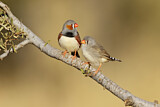 Image. Zebra Finch