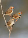 Image. Zebra Finch