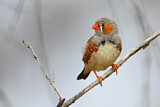 Image. Zebra Finch
