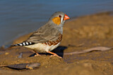 Image. Zebra Finch