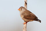Image. Zebra Finch