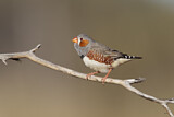 Image. Zebra Finch
