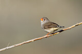 Image. Zebra Finch