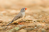 Image. Zebra Finch