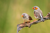 Image. Zebra Finch