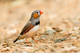Image. Zebra Finch