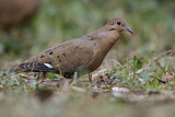 Image. Zenaida Dove