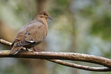 Image. Zenaida Dove