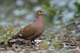 Image. Zenaida Dove