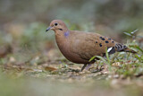 Image. Zenaida Dove