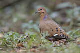 Image. Zenaida Dove