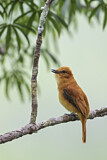 Image. Zimtattilatyrann