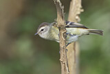 Image. Zimtbürzel-Kleintyrann