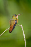 Image. Zimtbauchamazilie