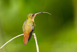 Image. Zimtbauchamazilie