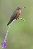 Image. Zimtbauchamazilie