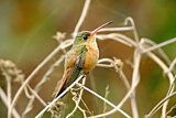 Image. Zimtbauchamazilie