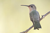 Image. Zimtbrustkolibri