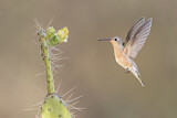 Image. Zimtbrustkolibri