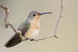 Image. Zimtbrustkolibri