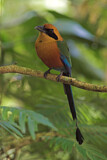 Image. Zimtbrustmotmot