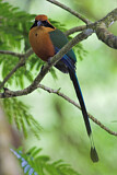 Image. Zimtbrustmotmot