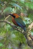 Image. Zimtbrustmotmot