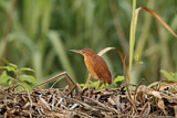 Image. Zimtdommel