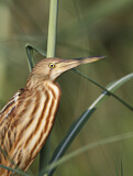 Image. Zimtdommel