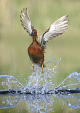 Image. Zimtente
