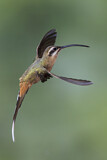 Image. Zimtroter Schattenkolibri