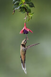 Image. Zimtroter Schattenkolibri