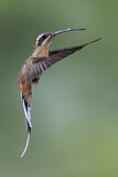 Image. Zimtroter Schattenkolibri