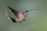 Image. Zimtroter Schattenkolibri