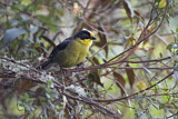 Image. Zimtstirn-Buschammer