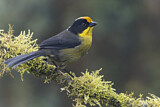 Image. Zimtstirn-Buschammer