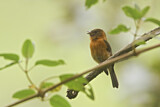 Image. Zimttyrann