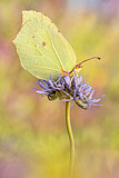 Image. Zitronenfalter
